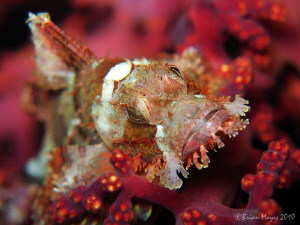 Tasseled Scorpionfish (Scorpaenopsis oxycephala) amongst ... by Brian Mayes 